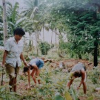 Pina's plantation